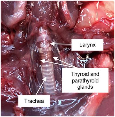 Challenges in establishing animal models for studying osteoimmunology of hypoparathyroidism